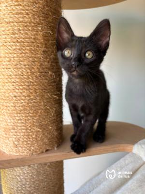 Amora