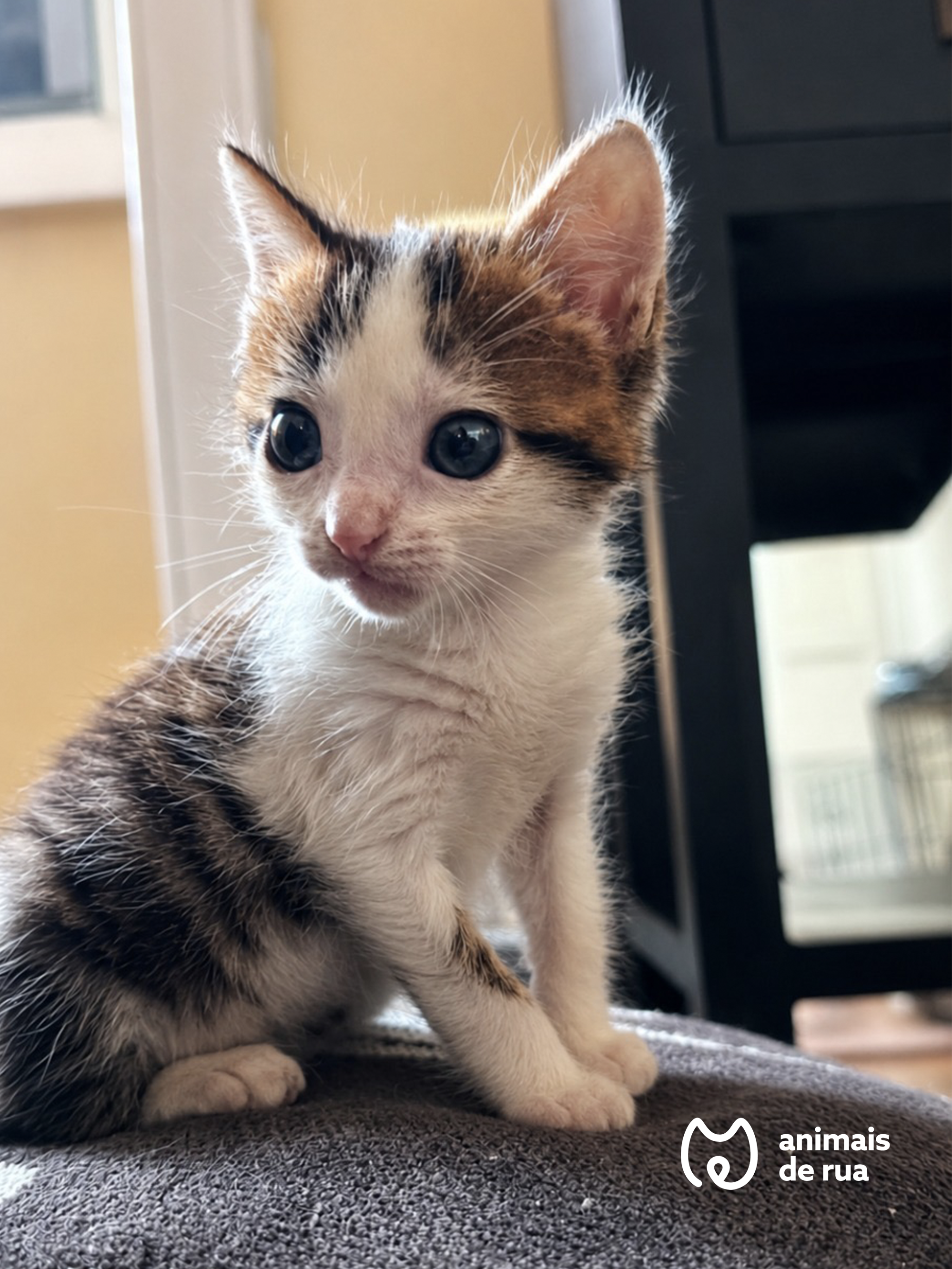 Nico Little 1
