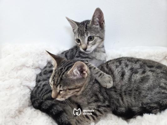 Theo e Leo