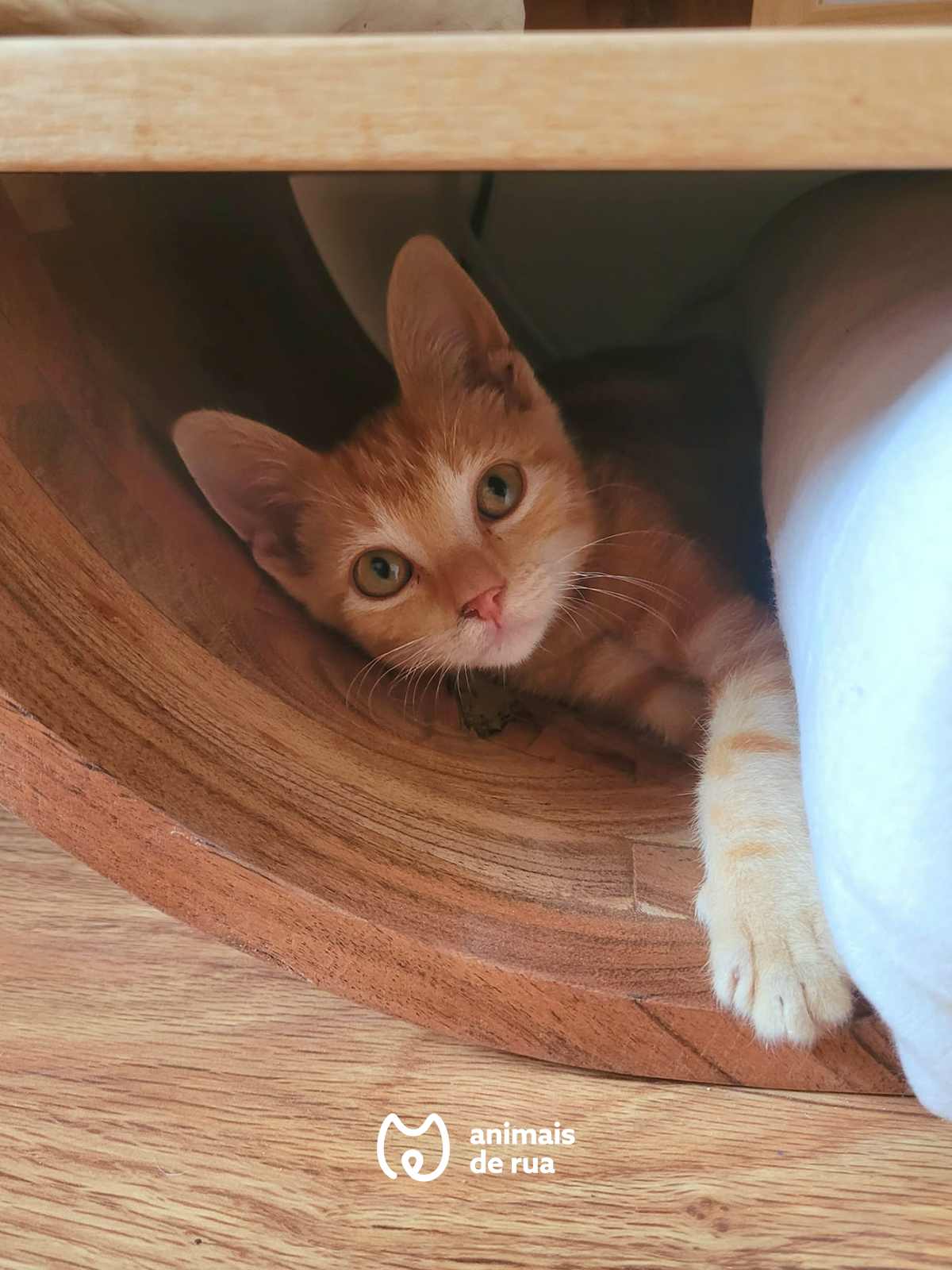 Vito 1