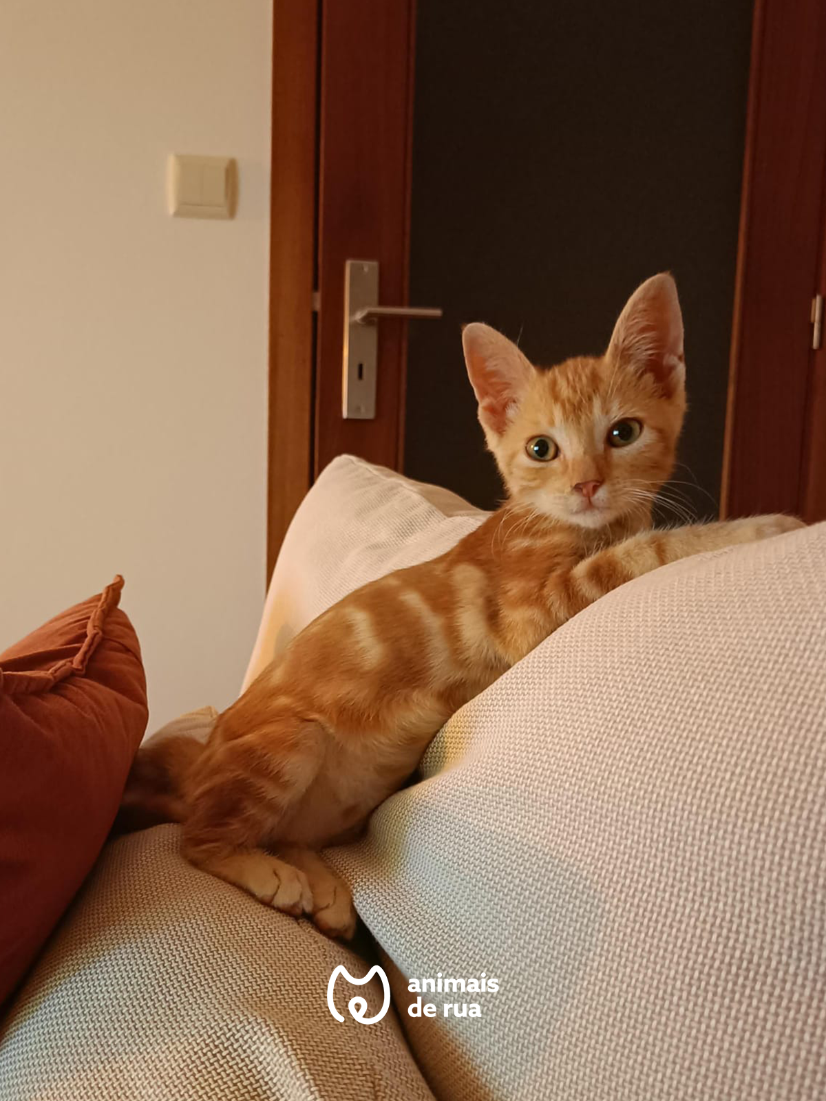 Vito 3