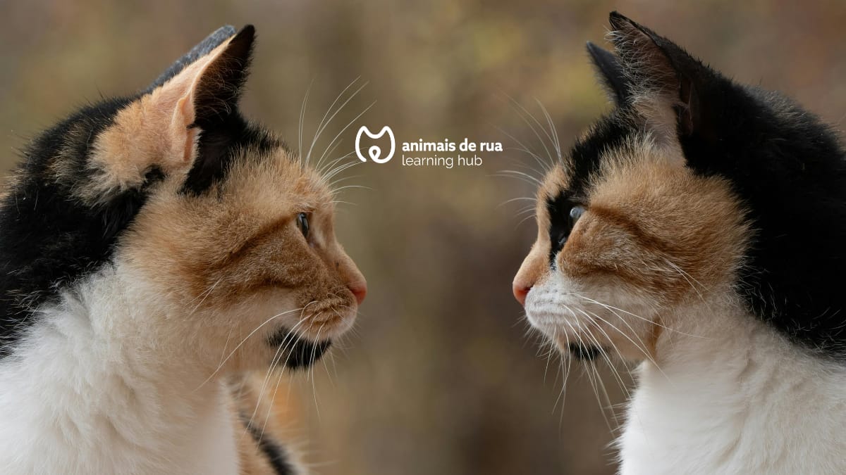 Novo Gato em Casa: Como fazer a introdução e evitar conflitos