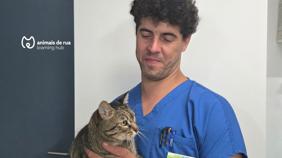Como cuidares do teu gato sem stress: Medicação, transporte e dicas práticas para o dia a dia