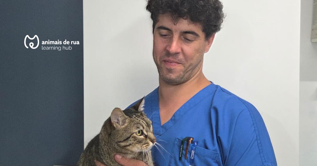 Como cuidares do teu gato sem stress: Medicação, transporte e dicas práticas para o dia a dia