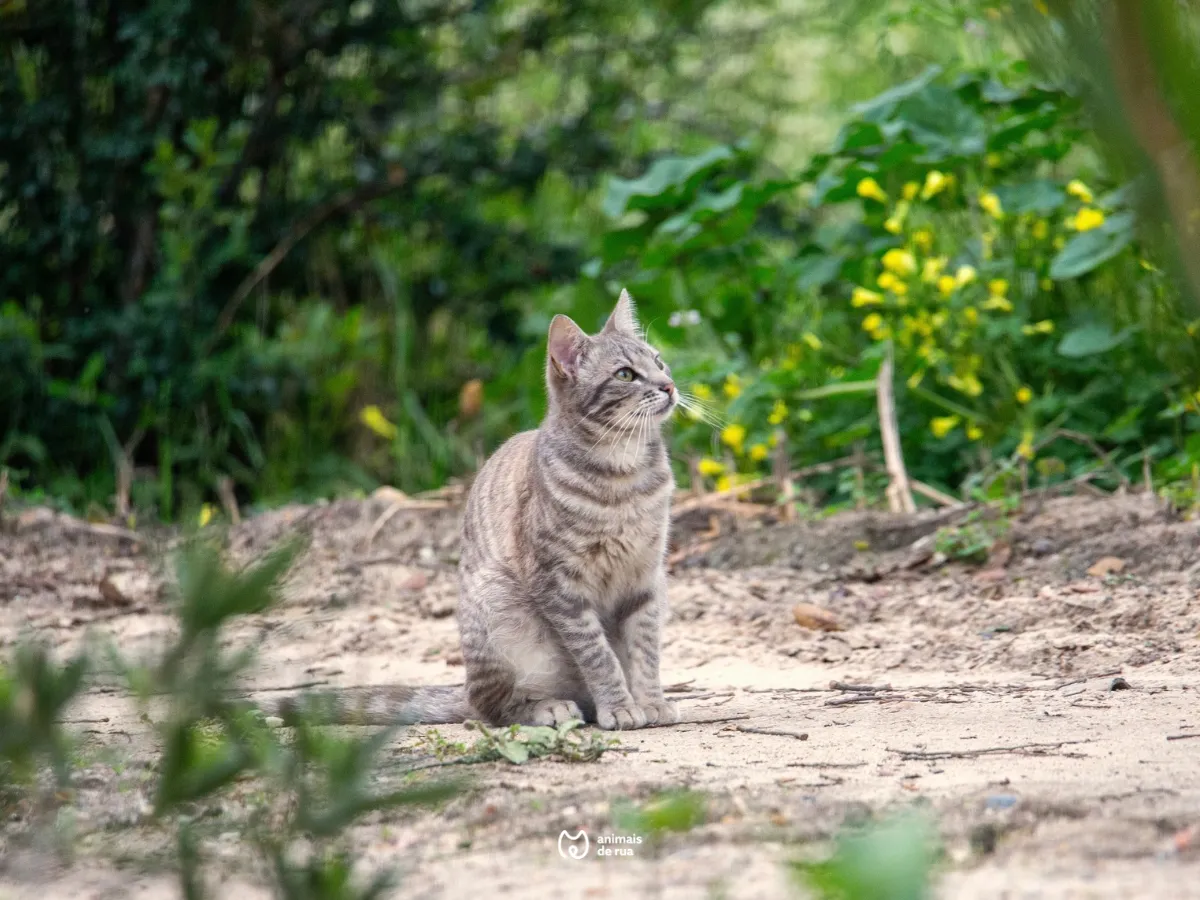 Animais esterilizados