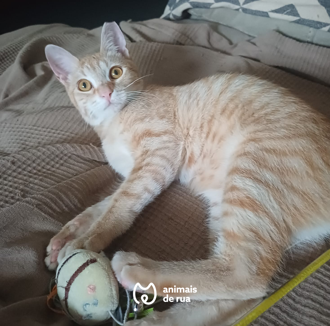 Zeus 3