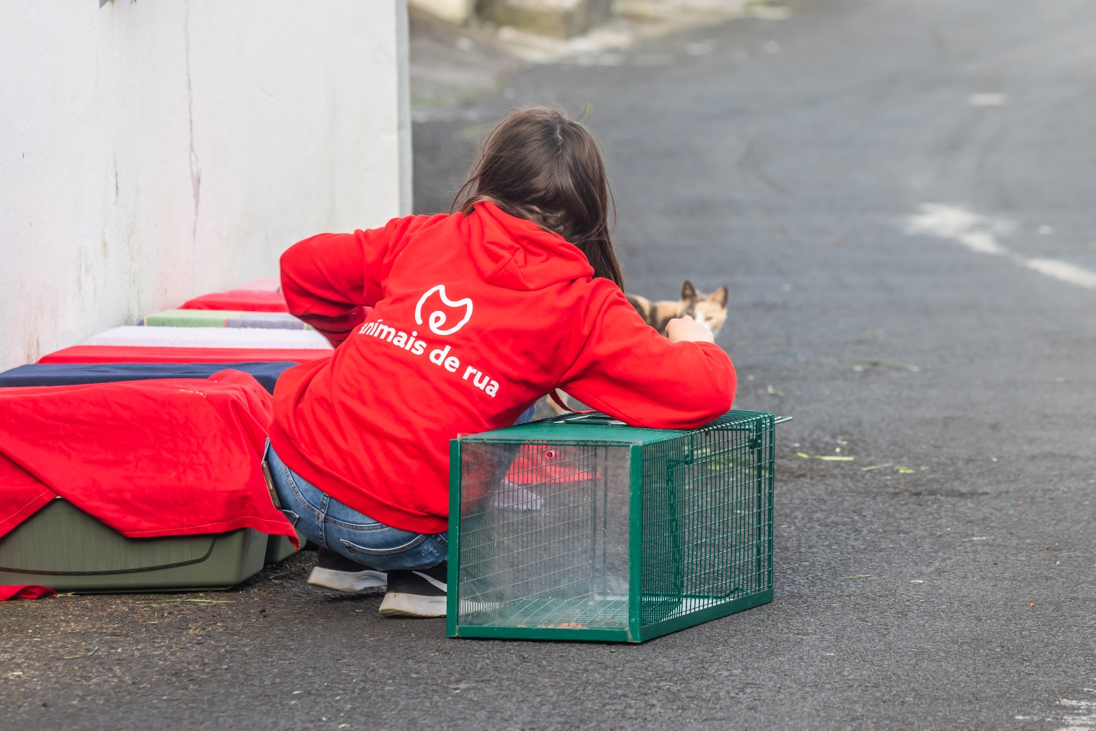 Animais de Rua