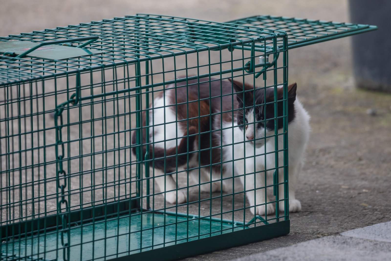 Animais de Rua