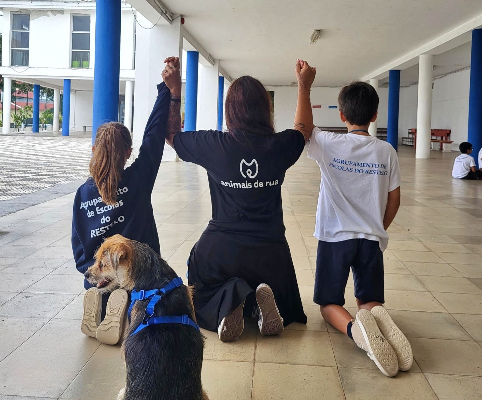 Animais de Rua
