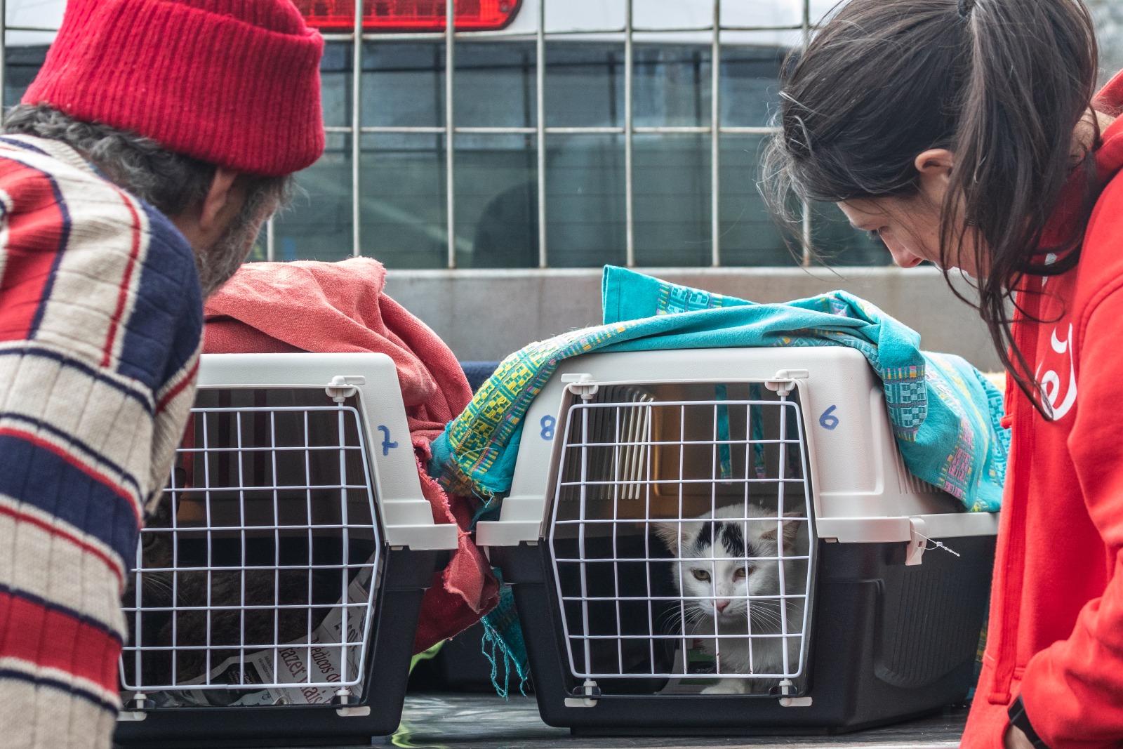Animais de Rua
