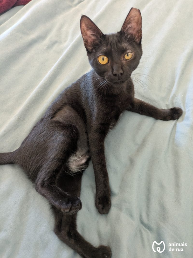 Lila