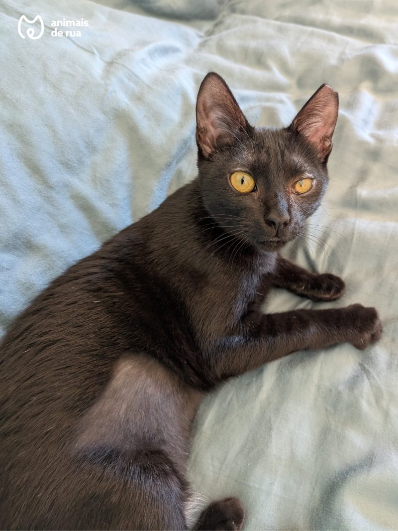Lila