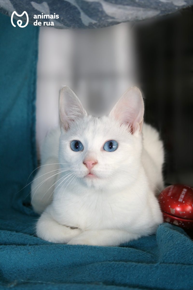 Safira