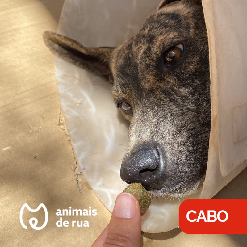 Animais de Cabo Verde