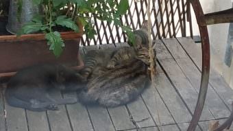 Colónia Carlos Mascarenhas